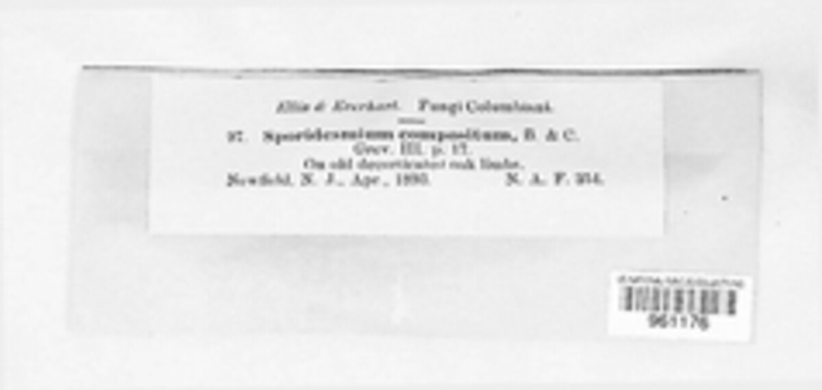 Sporidesmium compositum image